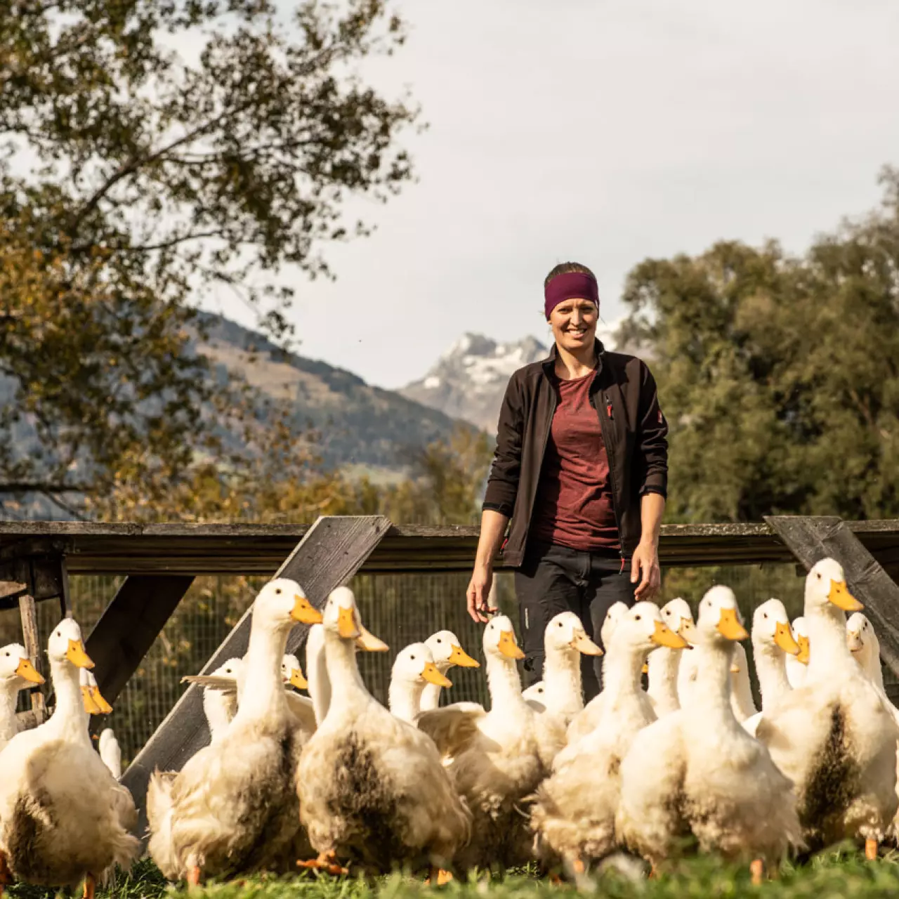 Familie Künz (Gänse)